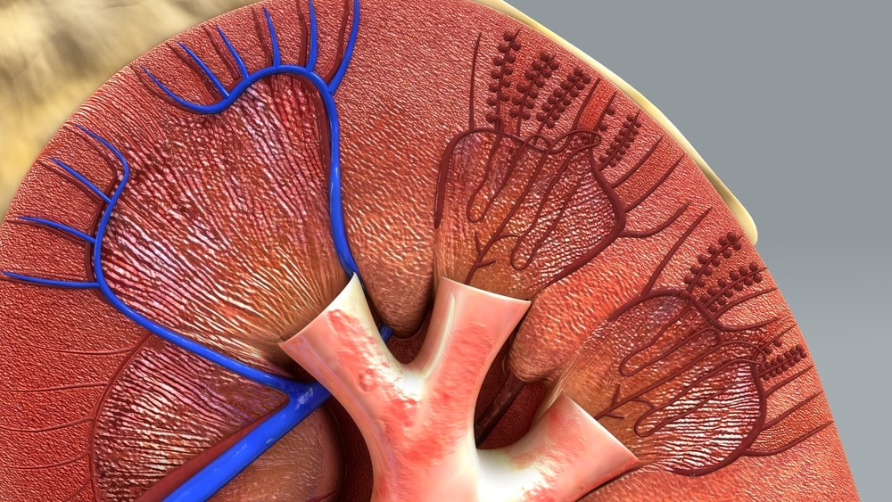 Human kidney half anatomy