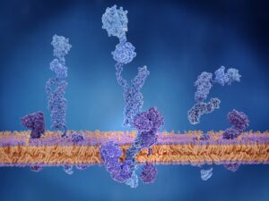 The amyloid precursor protein (APP) being cleaved by gamma and beta secretase and setting the beta amyloid peptide free