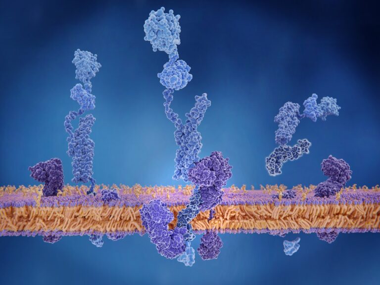 The amyloid precursor protein (APP) being cleaved by gamma and beta secretase and setting the beta amyloid peptide free