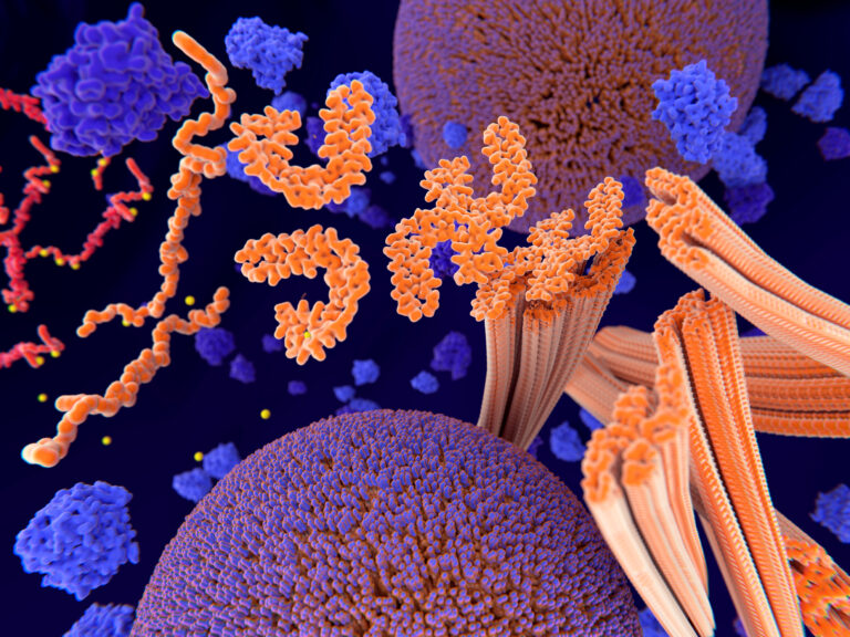 Pathological phosphorylation (yellow) of Tau proteins (red-orange) leads to disintegration of microtubuli in the neuron axon an aggregation of the tau proteins. The transport of synaptic vesicles (orange-violet spheres) is interrupted