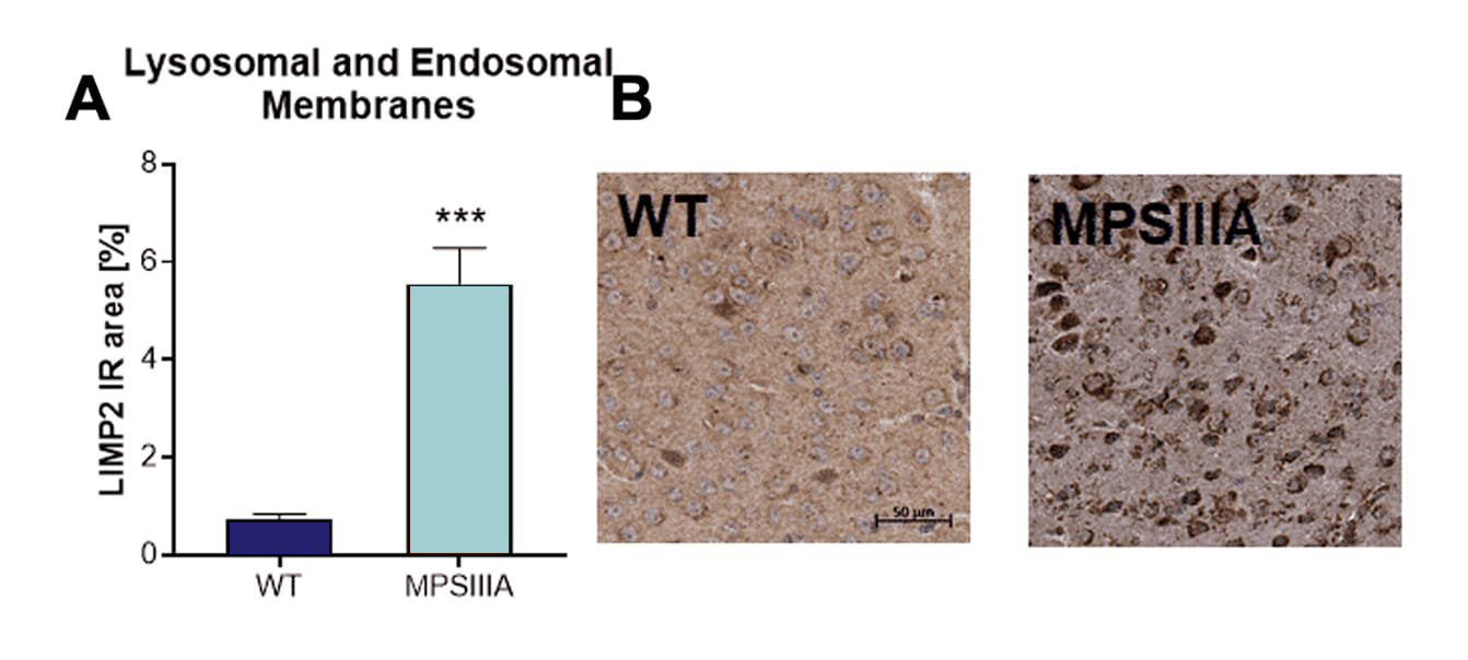 Lysosomal