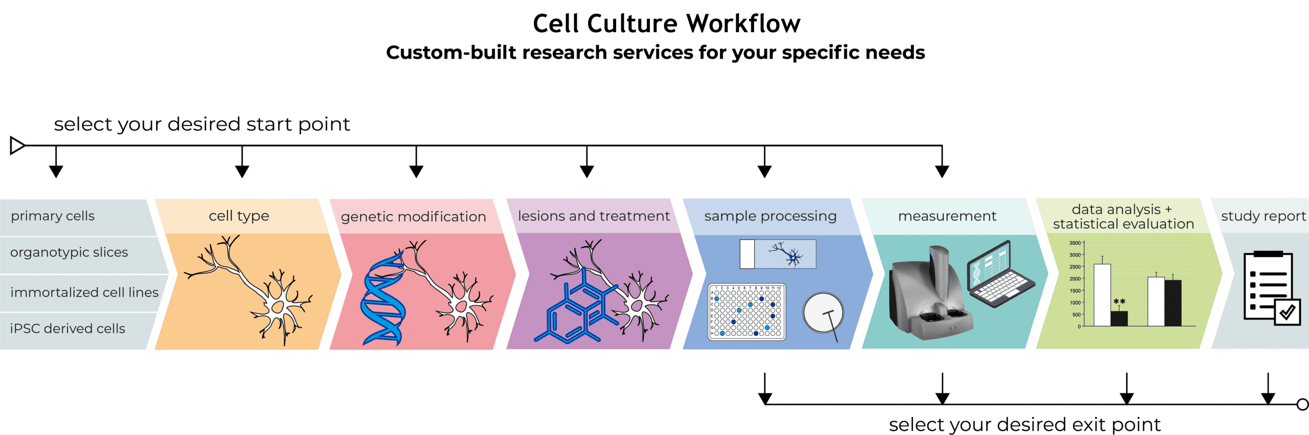 Cell Culture Workflow
