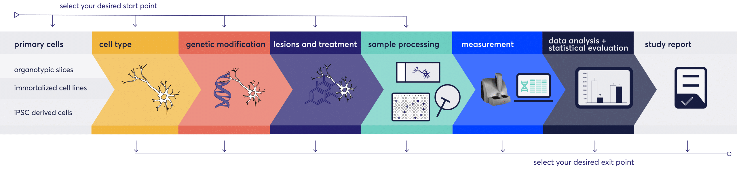 Cell Culture Workflow
