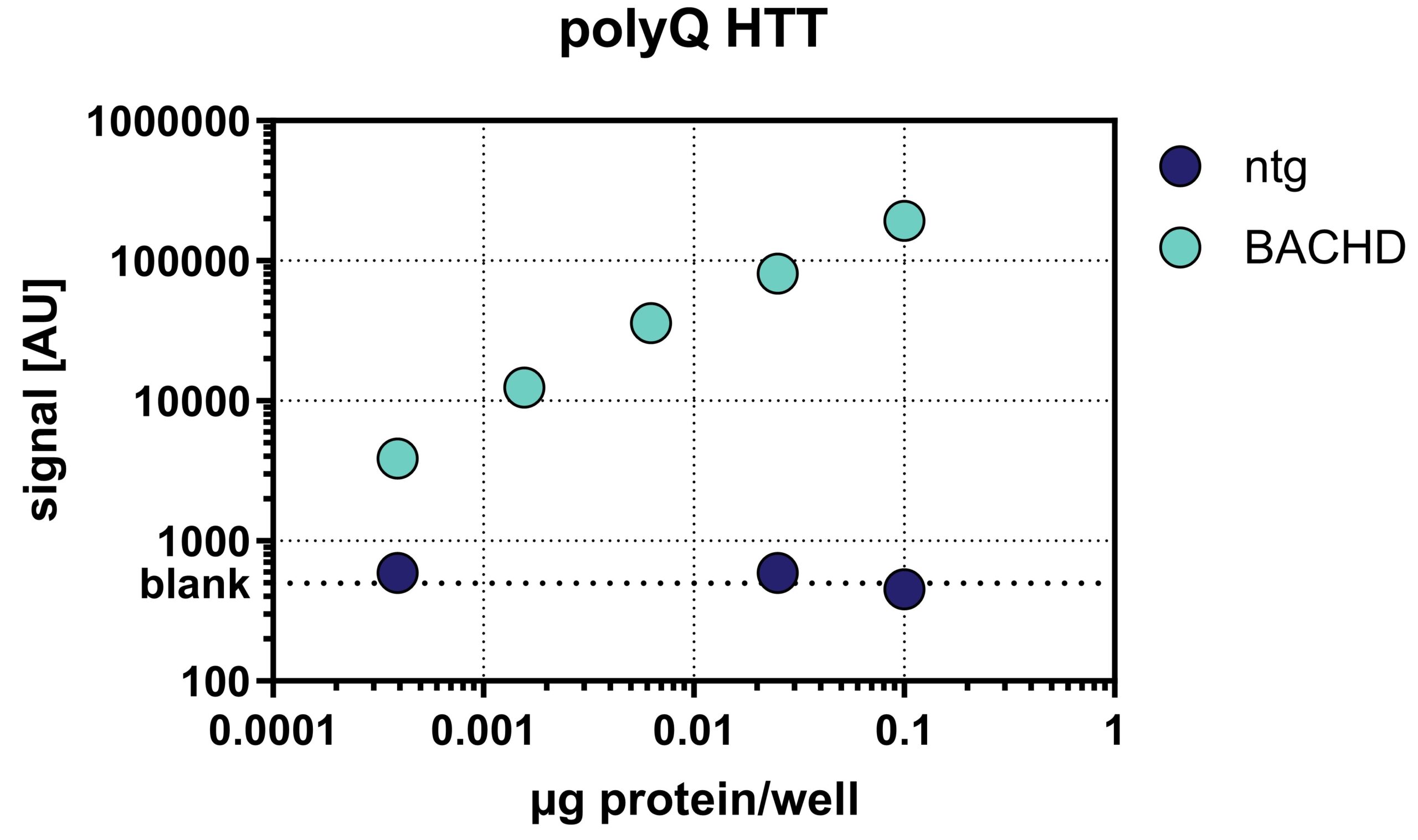 BACHD Transgenic Rat Model