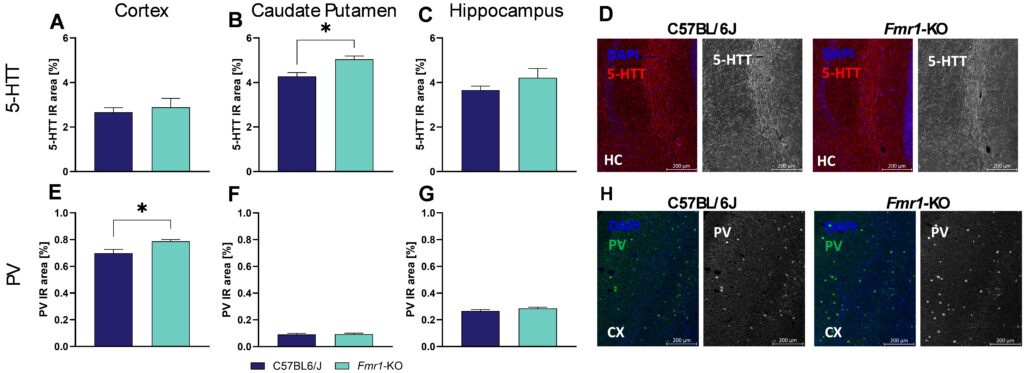 Figure 2 Fmr1-Histo