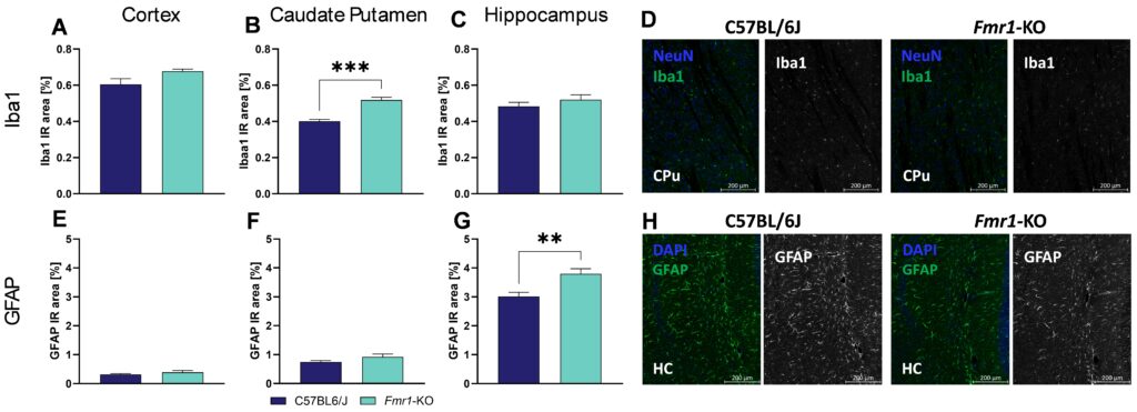 Figure 2: Quantification of Iba1 and GFAP