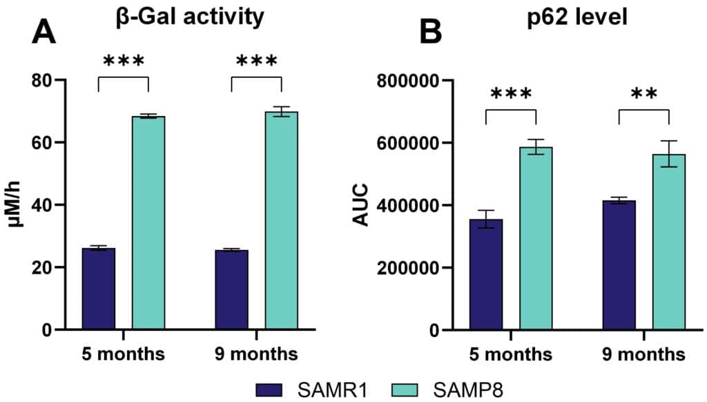 Accelerated Aging in SAMP8 Mice