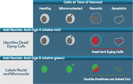 Flow-Micronucleus-Diagram