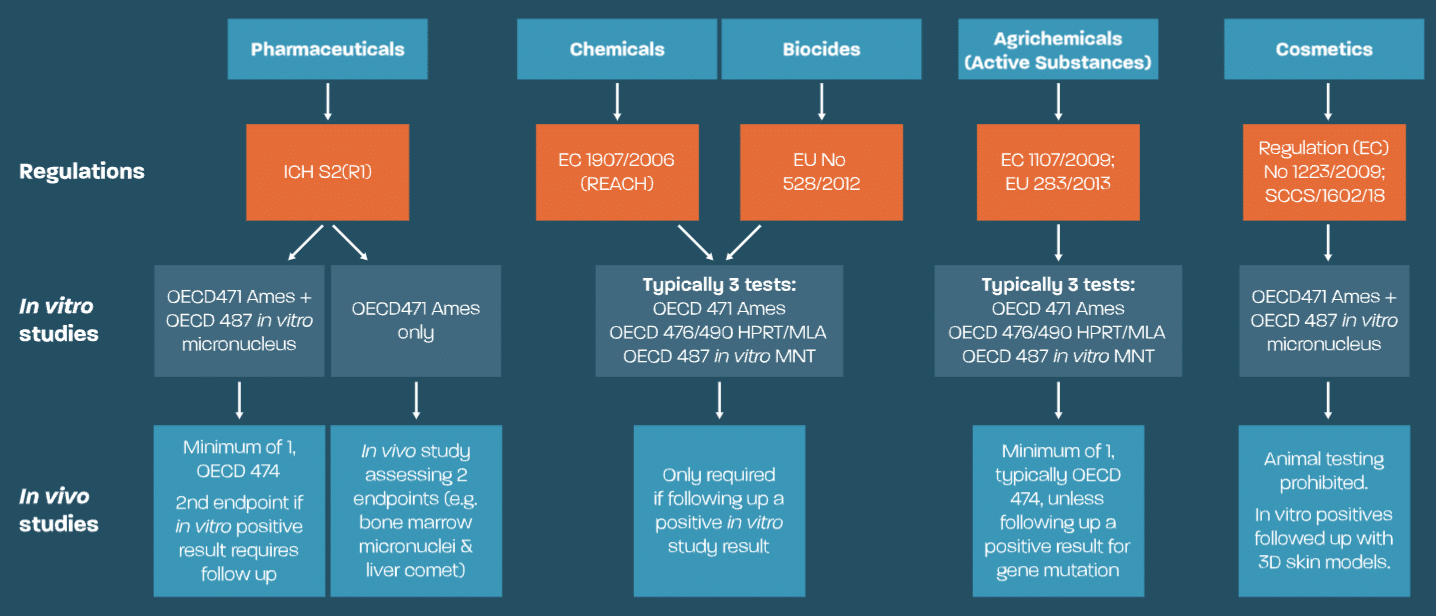 Regulatory Genotoxicity Studies