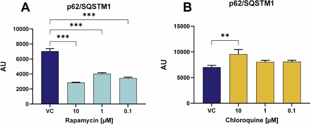 Seeding and Autophagy