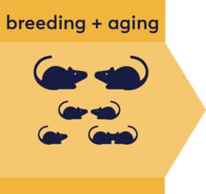 breeding plus aging