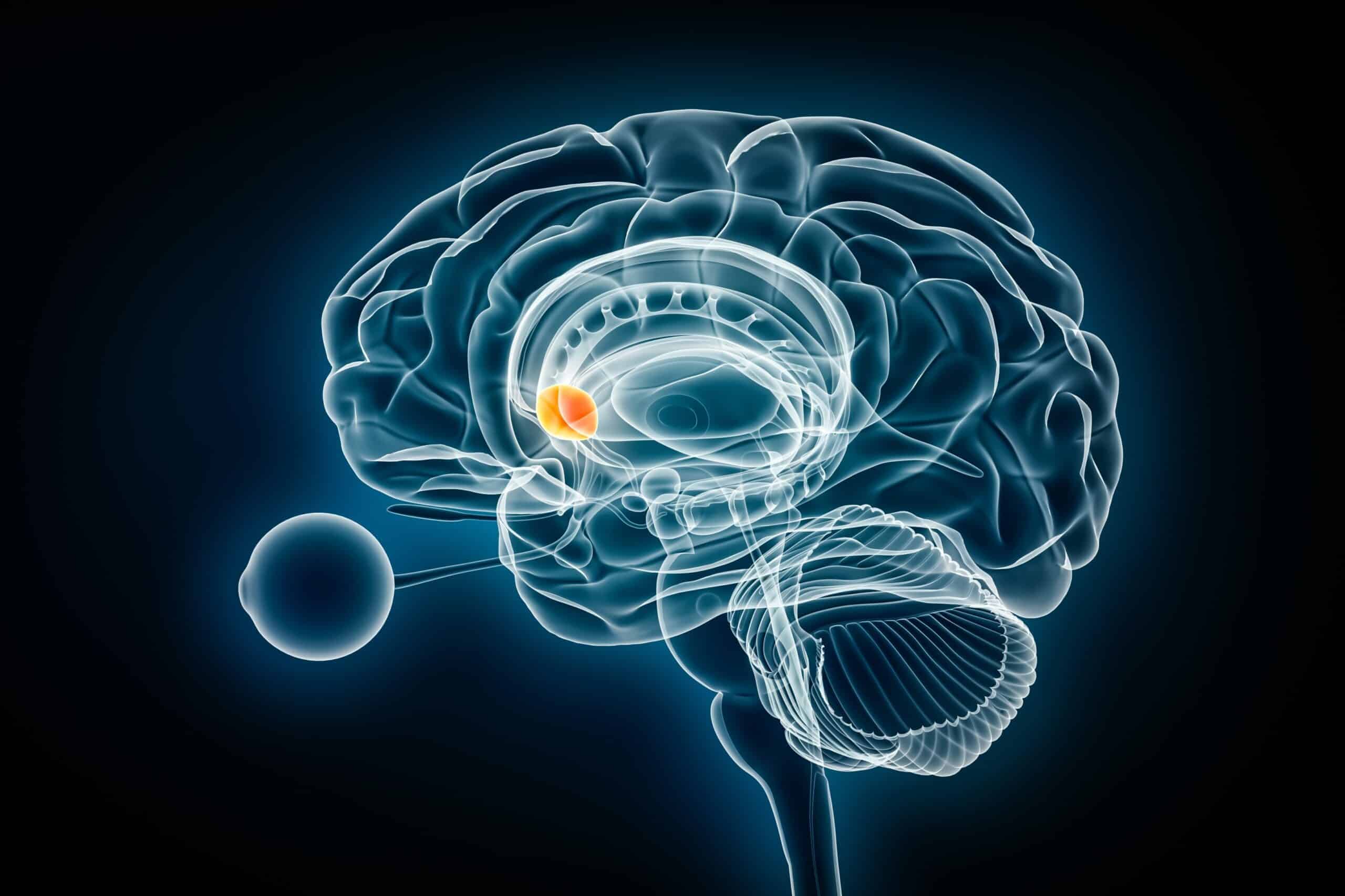 Nucleus accumbens lateral x-ray view 3D rendering illustration