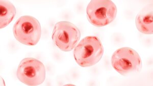 Embryonic stem cell